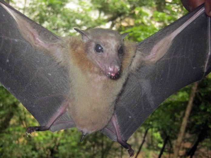 Report: Different groups of bats have their own unique strains of coronavirus