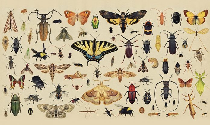 Report: Global insect populations show highly variable local trends