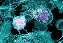 Report: Human Cell Atlas study could help understand transmission of the virus Report: Human Cell Atlas study could help understand transmission of the virus