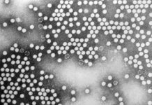 Report: Phase 1 trial shows promise for completion of stalled eradication effort Report: Phase 1 trial shows promise for completion of stalled eradication effort