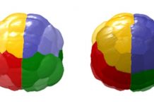 Report: Unprecedented single-cell studies in virtual embryo Report: Unprecedented single-cell studies in virtual embryo