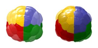 Report: Unprecedented single-cell studies in virtual embryo Report: Unprecedented single-cell studies in virtual embryo