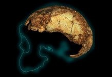 Report: When three species of human ancestor walked the Earth Report: When three species of human ancestor walked the Earth