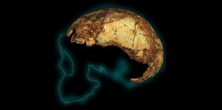 Report: When three species of human ancestor walked the Earth Report: When three species of human ancestor walked the Earth