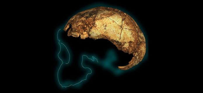 Report: When three species of human ancestor walked the Earth