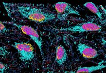 Research finds evidence for existence of elusive ‘metabolon’ Research finds evidence for existence of elusive 'metabolon'