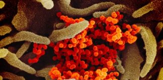 Research finds specific cells in the lungs, nasal passages Research finds specific cells in the lungs, nasal passages