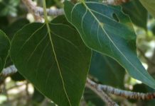 Study: Better Predicting the Unpredictable Byproducts of Genetic Modification Study: Better Predicting the Unpredictable Byproducts of Genetic Modification