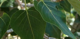 Study: Better Predicting the Unpredictable Byproducts of Genetic Modification Study: Better Predicting the Unpredictable Byproducts of Genetic Modification