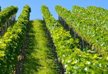 Study: Climate change will reduce seasonal water for irrigation Study: Climate change will reduce seasonal water for irrigation