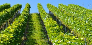 Study: Climate change will reduce seasonal water for irrigation Study: Climate change will reduce seasonal water for irrigation