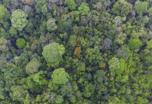 Study: Long-living tropical trees play outsized role in carbon storage Study: Long-living tropical trees play outsized role in carbon storage