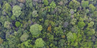 Study: Long-living tropical trees play outsized role in carbon storage Study: Long-living tropical trees play outsized role in carbon storage