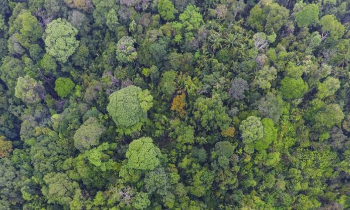 Study: Long-living tropical trees play outsized role in carbon storage