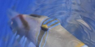 Study: Natural light flicker can help prevent detection Study: Natural light flicker can help prevent detection