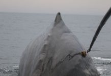 Study: New sonar still deters sperm whales feeding Study: New sonar still deters sperm whales feeding