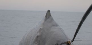 Study: New sonar still deters sperm whales feeding Study: New sonar still deters sperm whales feeding