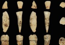 Study: Oldest ever human genetic evidence clarifies dispute over our ancestors Study: Oldest ever human genetic evidence clarifies dispute over our ancestors