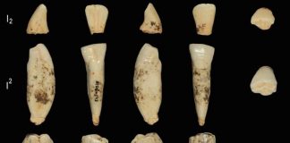 Study: Oldest ever human genetic evidence clarifies dispute over our ancestors Study: Oldest ever human genetic evidence clarifies dispute over our ancestors