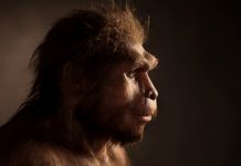Study: Origins of human language pathway in the brain at least 25 million years old Study: Origins of human language pathway in the brain at least 25 million years old