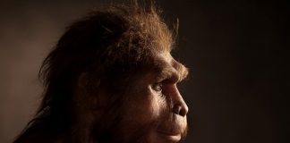 Study: Origins of human language pathway in the brain at least 25 million years old Study: Origins of human language pathway in the brain at least 25 million years old