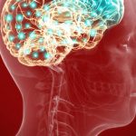 Study: Repairing stroke-damaged rat brains Study: Repairing stroke-damaged rat brains