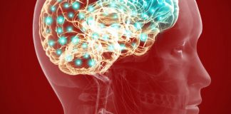 Study: Repairing stroke-damaged rat brains Study: Repairing stroke-damaged rat brains