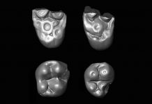 Study: Two primate lineages crossed the Atlantic millions of years ago Study: Two primate lineages crossed the Atlantic millions of years ago