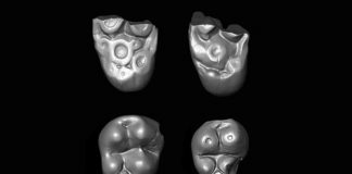 Study: Two primate lineages crossed the Atlantic millions of years ago Study: Two primate lineages crossed the Atlantic millions of years ago