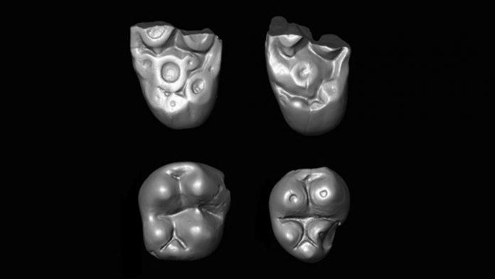 Study: Two primate lineages crossed the Atlantic millions of years ago