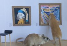 Tiny Gerbils Visit Tiny gallery With Custom Gerbil Art Tiny Gerbils Visit Tiny gallery With Custom Gerbil Art