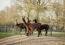 Antibodies from llamas could help in fight against COVID-19, Researchers Say Antibodies from llamas could help in fight against COVID-19, Researchers Say