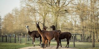 Antibodies from llamas could help in fight against COVID-19, Researchers Say Antibodies from llamas could help in fight against COVID-19, Researchers Say