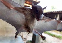Bat-virus adaptation may explain species spillover, Says New Study Bat-virus adaptation may explain species spillover, Says New Study