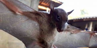 Bat-virus adaptation may explain species spillover, Says New Study Bat-virus adaptation may explain species spillover, Says New Study