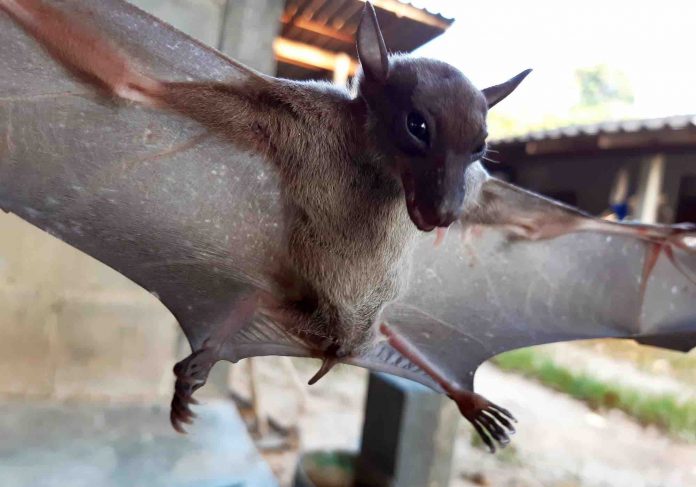 Bat-virus adaptation may explain species spillover, Says New Study