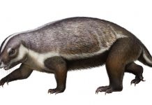 ‘Crazy beast’ lived among last of dinosaurs, says new research 'Crazy beast' lived among last of dinosaurs, says new research