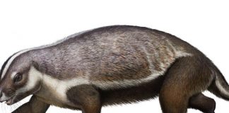 ‘Crazy beast’ lived among last of dinosaurs, says new research 'Crazy beast' lived among last of dinosaurs, says new research