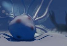 Geometric ball-like structures found in 80-million-year-old fossils Geometric ball-like structures found in 80-million-year-old fossils