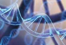 Increased fertility for women with Neanderthal gene, Says New Study Increased fertility for women with Neanderthal gene, Says New Study