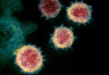 Mutations in SARS-CoV-2 offer insights into virus evolution (Study) Mutations in SARS-CoV-2 offer insights into virus evolution (Study)