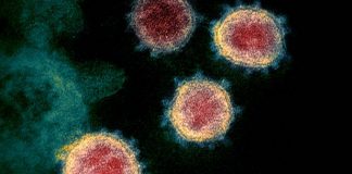 Mutations in SARS-CoV-2 offer insights into virus evolution (Study) Mutations in SARS-CoV-2 offer insights into virus evolution (Study)