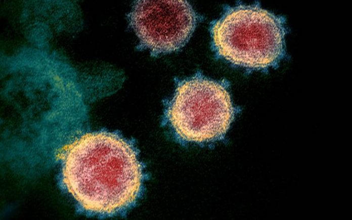 Mutations in SARS-CoV-2 offer insights into virus evolution (Study)