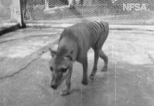 Rare footage shows extinct Tasmanian tiger from 1935 in Australia (Video) Rare footage shows extinct Tasmanian tiger from 1935 in Australia (Video)