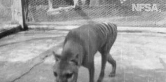Rare footage shows extinct Tasmanian tiger from 1935 in Australia (Video) Rare footage shows extinct Tasmanian tiger from 1935 in Australia (Video)