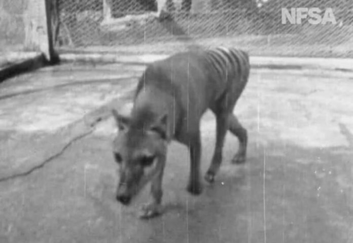 Rare footage shows extinct Tasmanian tiger from 1935 in Australia (Video)