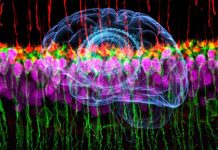 Report: A subset of retinal neurons communicates differently from the rest of the eye Report: A subset of retinal neurons communicates differently from the rest of the eye