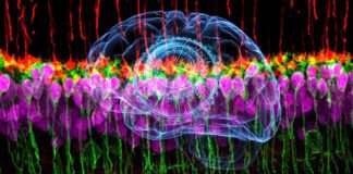Report: A subset of retinal neurons communicates differently from the rest of the eye Report: A subset of retinal neurons communicates differently from the rest of the eye