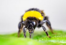 Report: Bumblebees speed up flowering Report: Bumblebees speed up flowering
