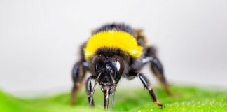 Report: Bumblebees speed up flowering Report: Bumblebees speed up flowering